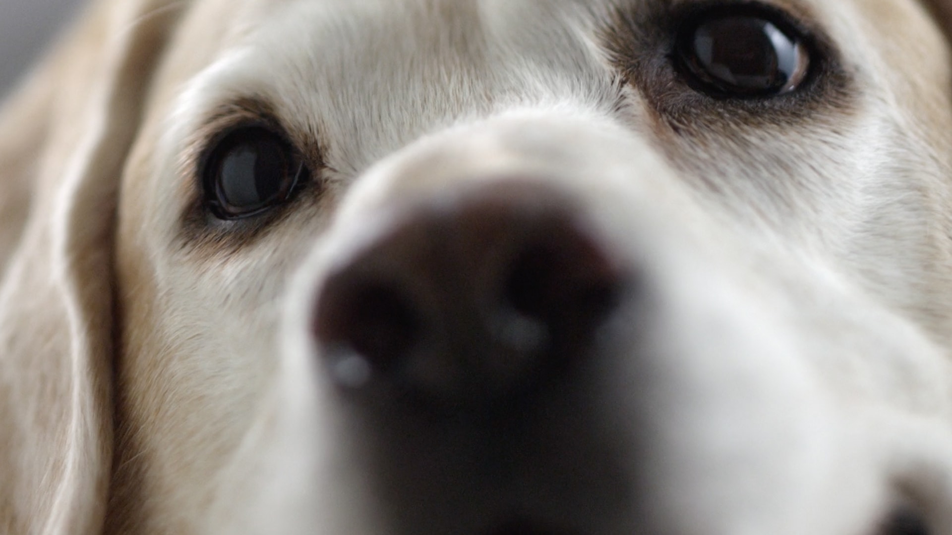 A very close up shot of a golden reteriever's snout and eyes.